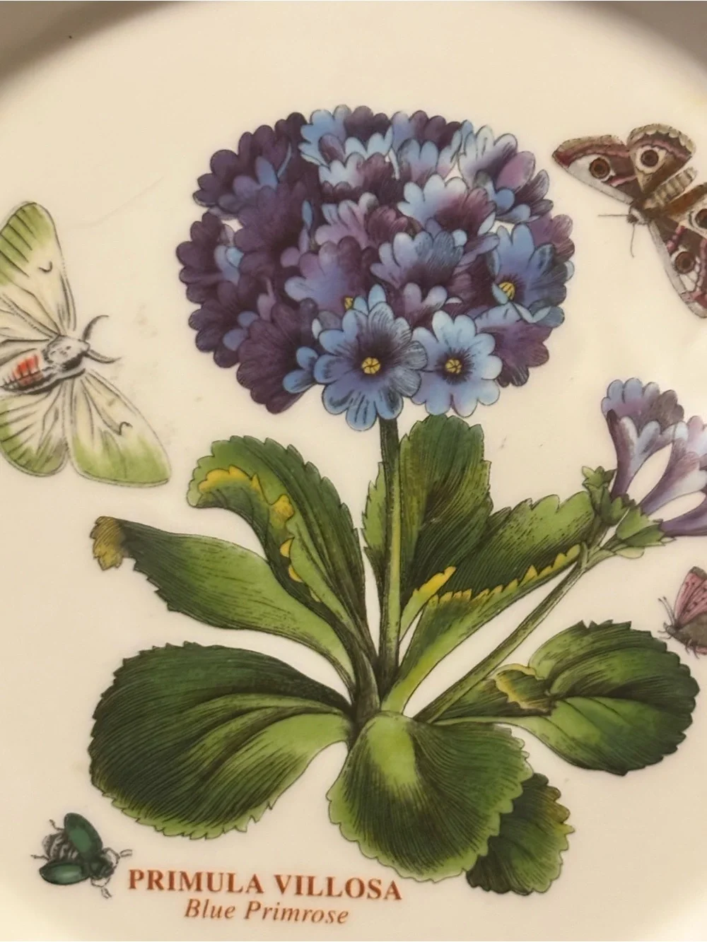 Portmeirion Botanic Garden Primula Villosa 7” Side Plate